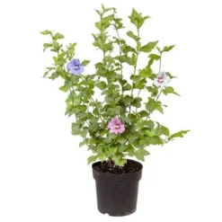 Tricolour Hibiscus -Verdant Vibes Zone 510313 3