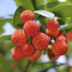 Strawberry Tree - Arbutus Unedo