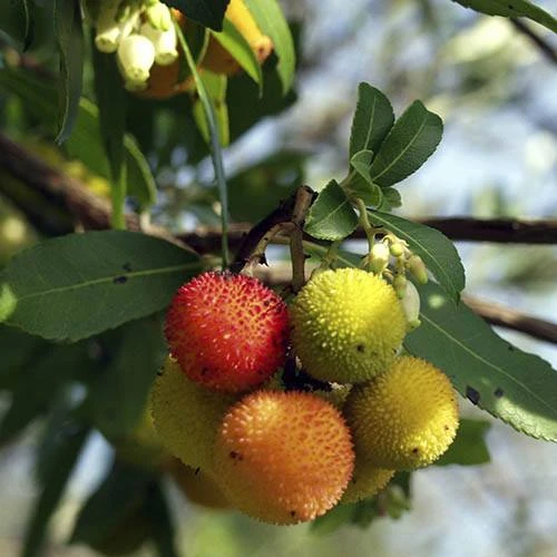 Strawberry Tree - Arbutus Unedo 2 Strawberry Tree - Arbutus Unedo - Image 2