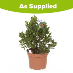 Strawberry Tree - Arbutus Unedo 7 Strawberry Tree - Arbutus Unedo -Verdant Vibes Zone 510323 3