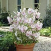 Patio Lavatera Mallow 'Barnsley Baby'