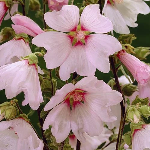 Patio Lavatera Mallow 'Barnsley Baby' 4 Patio Lavatera Mallow 'Barnsley Baby' - Image 4