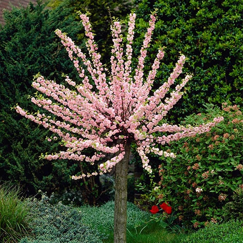 Flowering Almond Tree Prunus Triloba 1 Flowering Almond Tree Prunus Triloba