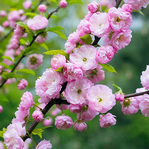 Flowering Almond Tree Prunus Triloba 2 Flowering Almond Tree Prunus Triloba - Image 2