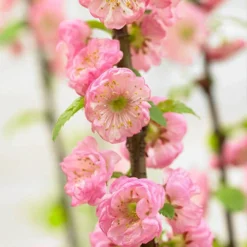 Flowering Almond Tree Prunus Triloba 6 Flowering Almond Tree Prunus Triloba -Verdant Vibes Zone 510361 2