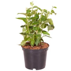 Philadelphue - Mock Orange - 'Virginal' -Verdant Vibes Zone 510393 2