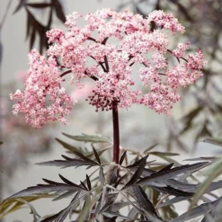 Sambucus Nigra 'Black Lace' -Verdant Vibes Zone 510394 3