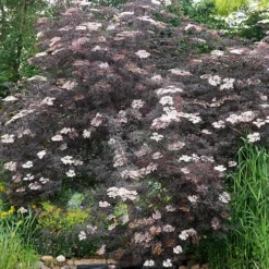 Sambucus Nigra 'Black Lace' -Verdant Vibes Zone 510394 4