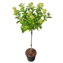 Hydrangea Paniculata 'Little Lime' Standard -Verdant Vibes Zone 510424 4