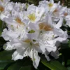 Rhododendron 'Madam Masson'