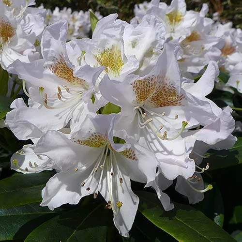 Rhododendron 'Madam Masson' 1 Rhododendron 'Madam Masson'