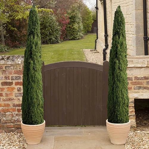 Pair Of Italian Cypress Trees 2 Pair Of Italian Cypress Trees - Image 2