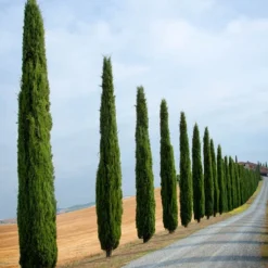 Pair Of Italian Cypress Trees 14 Pair Of Italian Cypress Trees -Verdant Vibes Zone 510471 5
