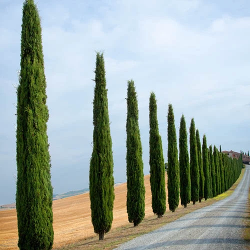 Pair Of Italian Cypress Trees 6 Pair Of Italian Cypress Trees - Image 6