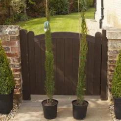 Pair Of Italian Cypress Trees 15 Pair Of Italian Cypress Trees -Verdant Vibes Zone 510471 6