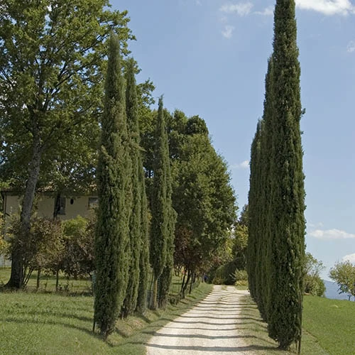 Pair Of Italian Cypress Trees 8 Pair Of Italian Cypress Trees - Image 8