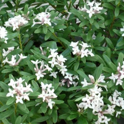 Daphne 'Eternal Fragrance' -Verdant Vibes Zone 510531 2