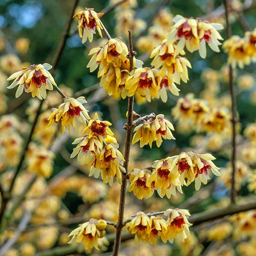 Chimonanthus Praecox - Wintersweet 1 Chimonanthus Praecox - Wintersweet