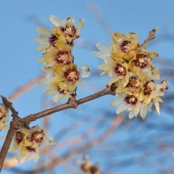 Chimonanthus Praecox - Wintersweet 5 Chimonanthus Praecox - Wintersweet -Verdant Vibes Zone 510536 2