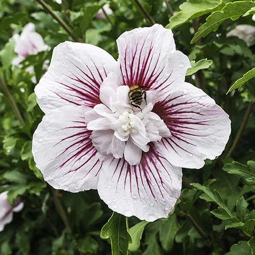 Hibiscus Syriacus Starburst Chiffon 1 Hibiscus Syriacus Starburst Chiffon