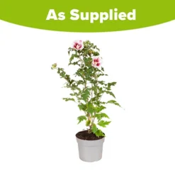 Hibiscus Syriacus Starburst Chiffon 17 Hibiscus Syriacus Starburst Chiffon -Verdant Vibes Zone 510578 8