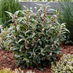 Sarcococca Hookeriana 'Winter Gem' 8 Sarcococca Hookeriana 'Winter Gem' -Verdant Vibes Zone 510579 2