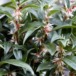 Sarcococca Hookeriana 'Winter Gem' 10 Sarcococca Hookeriana 'Winter Gem' -Verdant Vibes Zone 510579 4