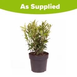 Sarcococca Hookeriana 'Winter Gem' 11 Sarcococca Hookeriana 'Winter Gem' -Verdant Vibes Zone 510579 5