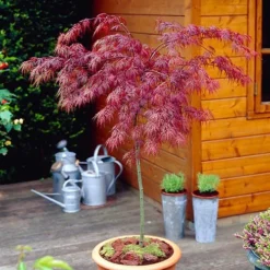 Acer Palmatum 'Inaba-shidare' Standard