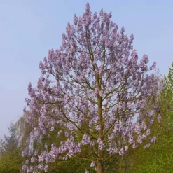 Paulownia Fortunei Fast Blue (R) 'Minfast'