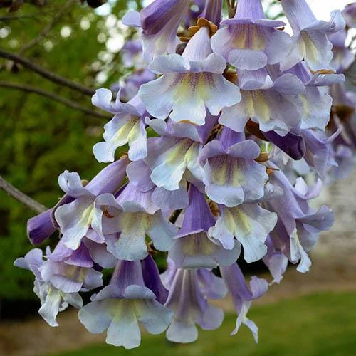 Paulownia Fortunei Fast Blue (R) 'Minfast' 2 Paulownia Fortunei Fast Blue (R) 'Minfast' - Image 2