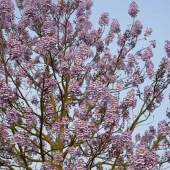 Paulownia Fortunei Fast Blue (R) 'Minfast' 6 Paulownia Fortunei Fast Blue (R) 'Minfast' -Verdant Vibes Zone 510620 2