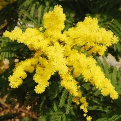 Flowering Mimosa Bush 9 Flowering Mimosa Bush -Verdant Vibes Zone 510634 2