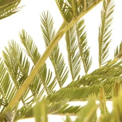 Flowering Mimosa Bush 10 Flowering Mimosa Bush -Verdant Vibes Zone 510634 3