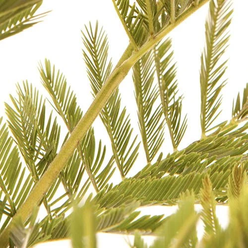 Flowering Mimosa Bush 4 Flowering Mimosa Bush - Image 4