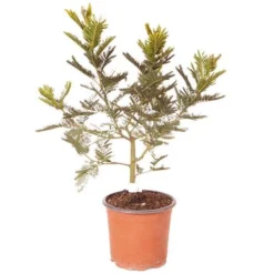 Flowering Mimosa Bush 12 Flowering Mimosa Bush -Verdant Vibes Zone 510634 5