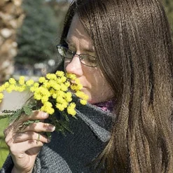 Flowering Mimosa Bush 13 Flowering Mimosa Bush -Verdant Vibes Zone 510634 6