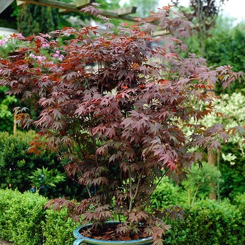 Acer Palmatum 'Atropurpureum' Japanese Maple 1 Acer Palmatum 'Atropurpureum' Japanese Maple