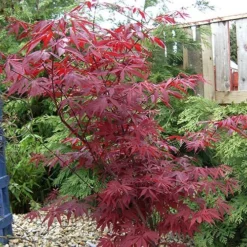 Acer Palmatum 'Atropurpureum' Japanese Maple 6 Acer Palmatum 'Atropurpureum' Japanese Maple -Verdant Vibes Zone 510649 2