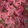 Acer Palmatum 'Shirazz'
