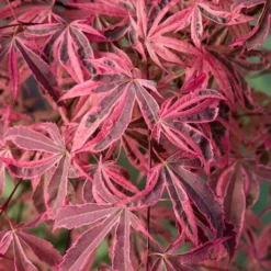 Acer Palmatum 'Shirazz'