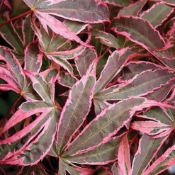 Acer Palmatum 'Shirazz' 14 Acer Palmatum 'Shirazz' -Verdant Vibes Zone 510686 6