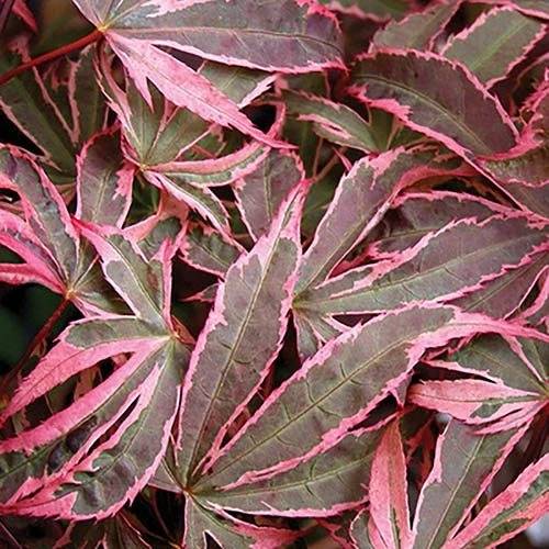Acer Palmatum 'Shirazz' 7 Acer Palmatum 'Shirazz' - Image 7