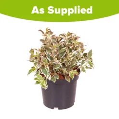 Weigela Florida 'Monet' 5 Weigela Florida 'Monet' -Verdant Vibes Zone 510710 2