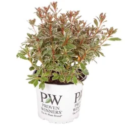 Rhododendron 'Bollywood' 17 Rhododendron 'Bollywood' -Verdant Vibes Zone 510717 8