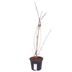 White Forsythia Abeliophyllum Distichum 8 White Forsythia Abeliophyllum Distichum -Verdant Vibes Zone 510720 3