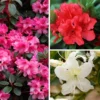 Rhododendrons (Japanese Azalea) Collection