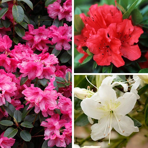 Rhododendrons (Japanese Azalea) Collection 1 Rhododendrons (Japanese Azalea) Collection