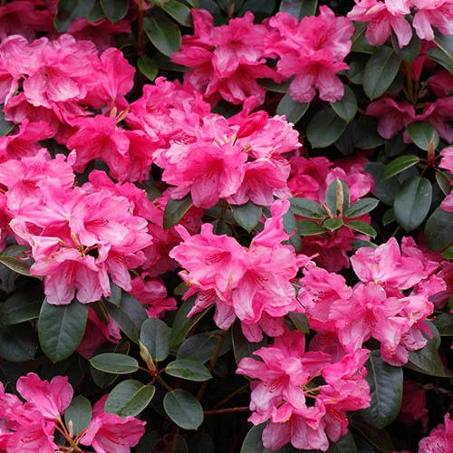 Rhododendrons (Japanese Azalea) Collection 2 Rhododendrons (Japanese Azalea) Collection - Image 2