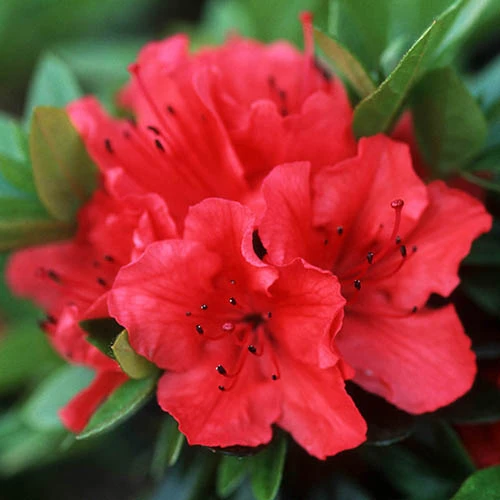 Rhododendrons (Japanese Azalea) Collection 3 Rhododendrons (Japanese Azalea) Collection - Image 3